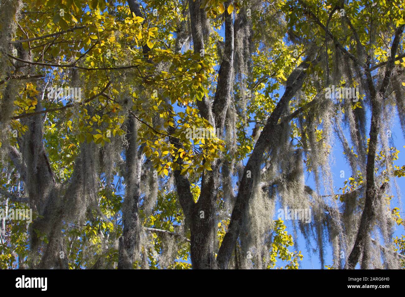 old man's beard, spanish moss (Tillandsia usneoides), Crystal River, Florida, USA Stock Photo