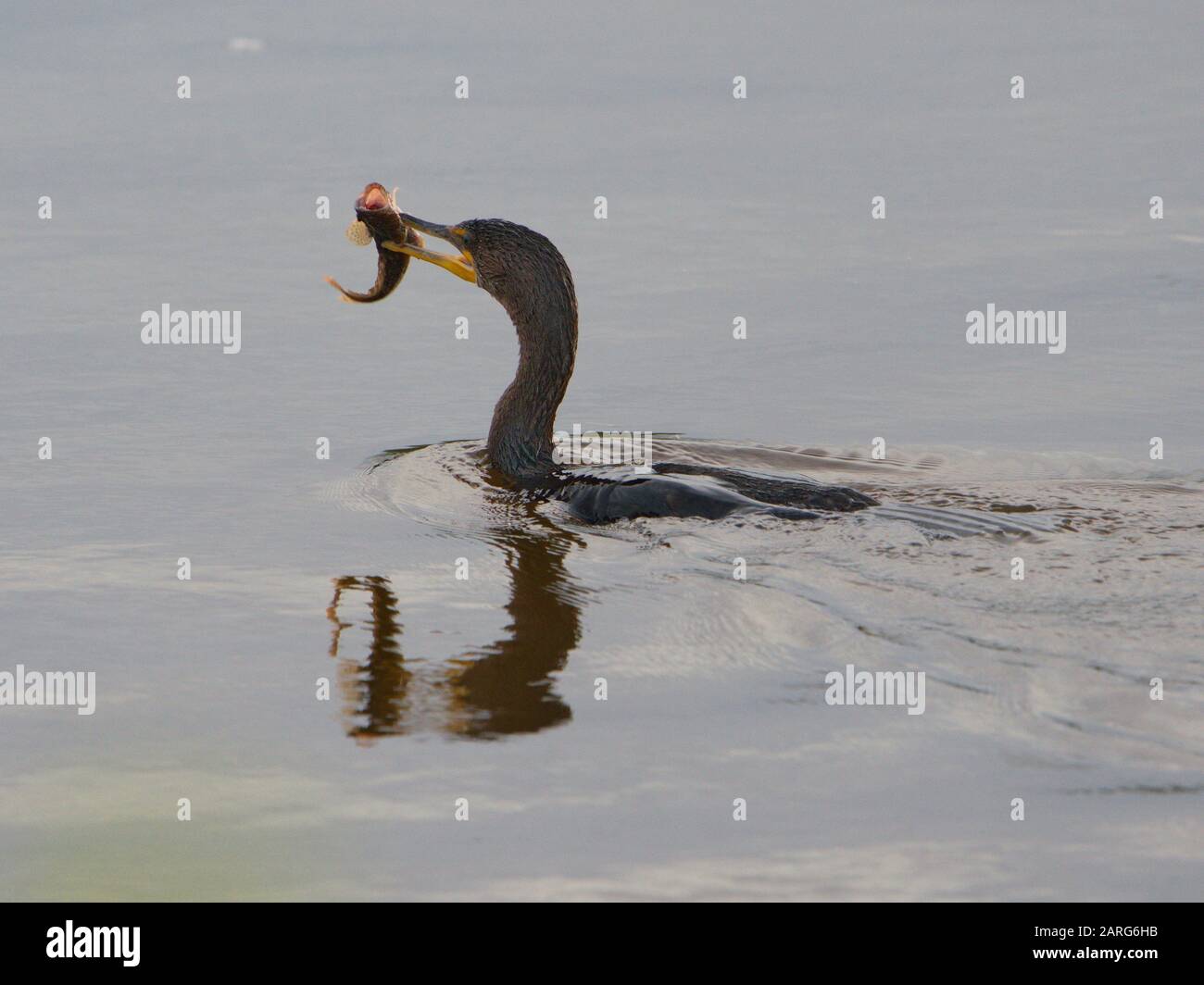 Doublecrested Cormorant. Florida, USA Stock Photo Alamy
