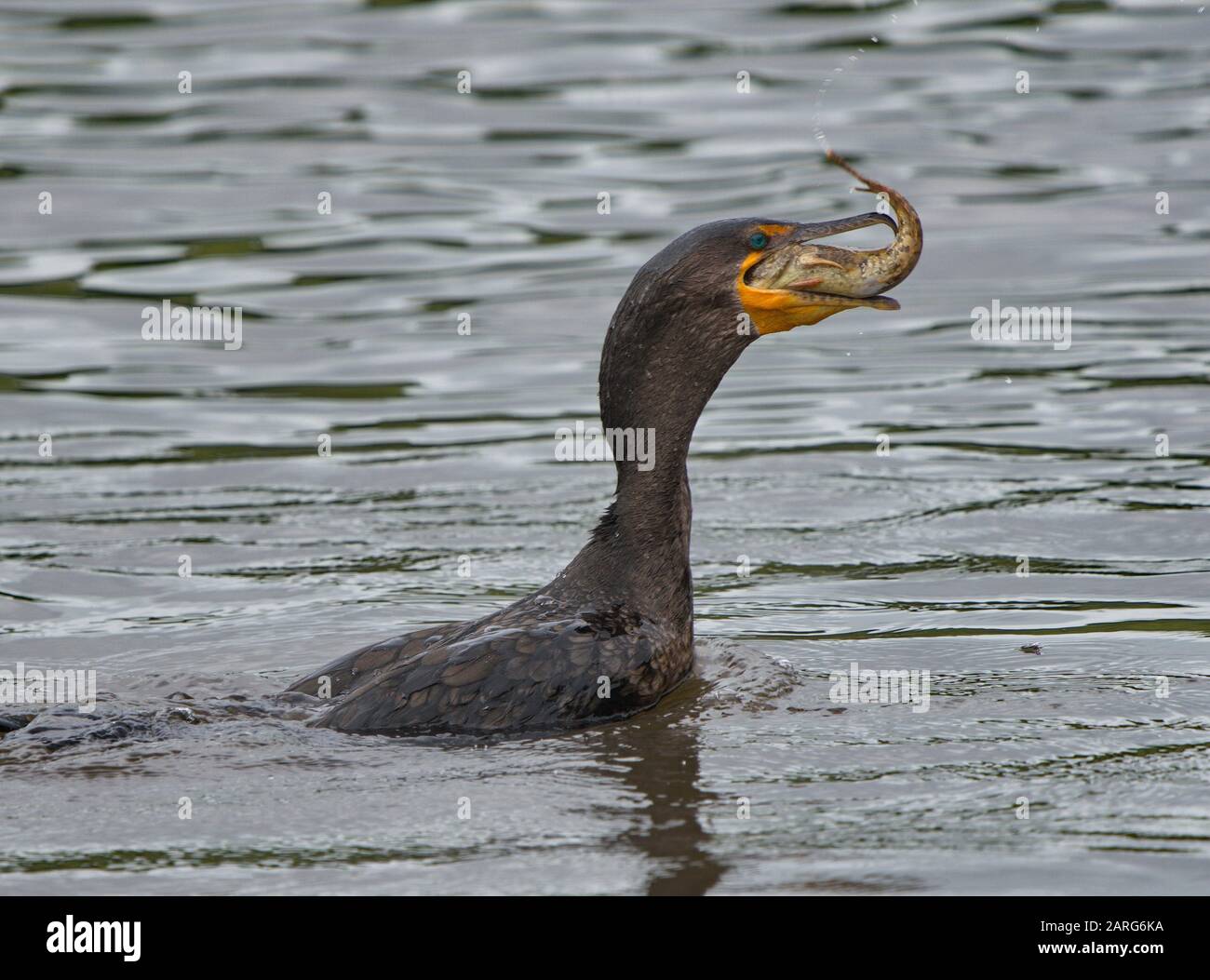 Cormorant profile hires stock photography and images Alamy
