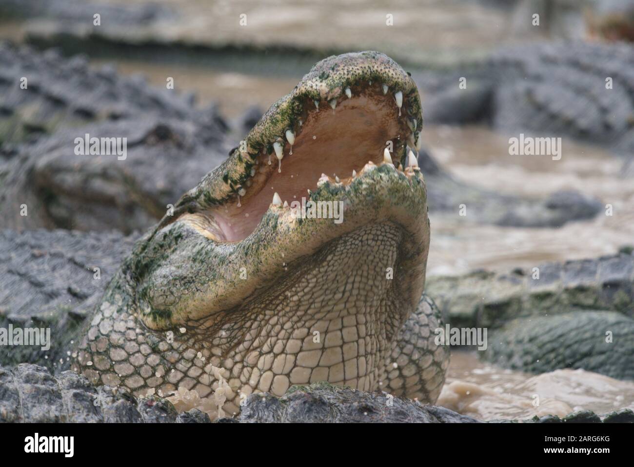 American aligator, Everglades, Florida, USA. Stock Photo