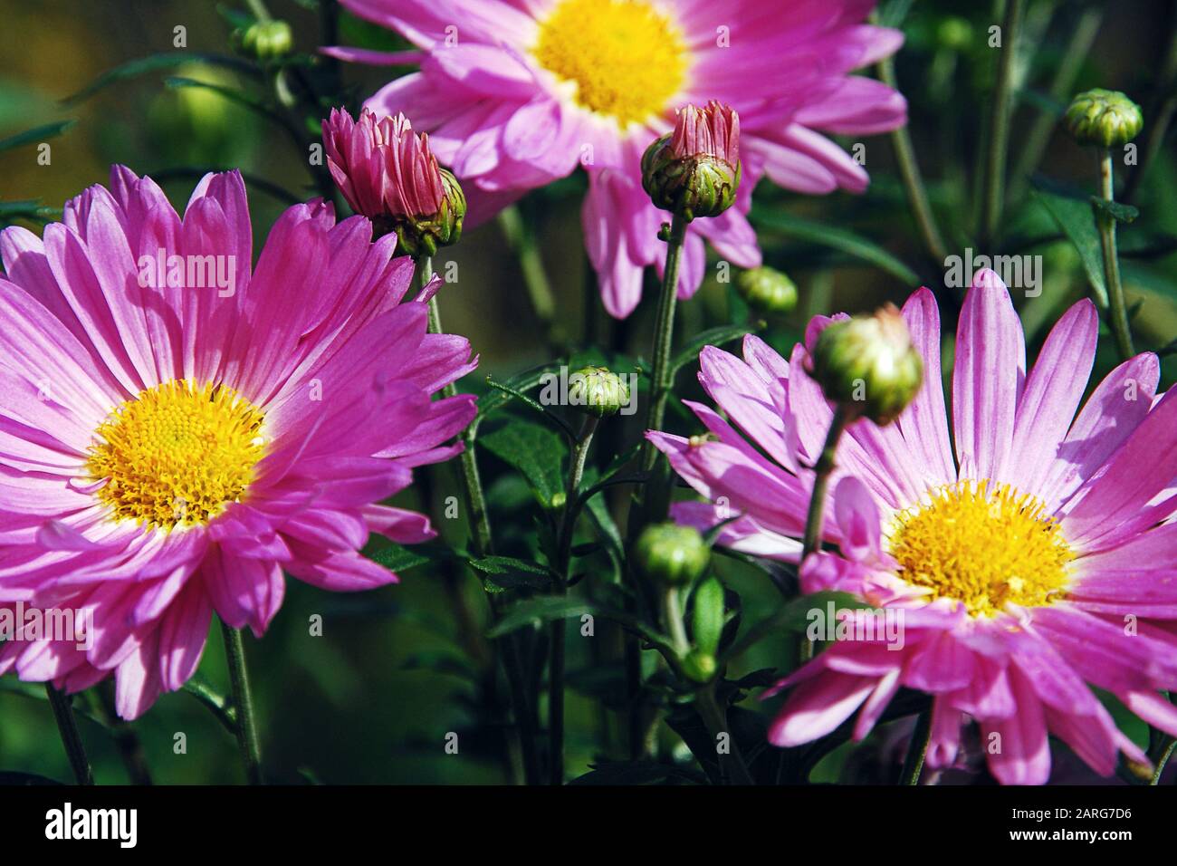 Chrysanthemums grass hi-res stock photography and images - Alamy