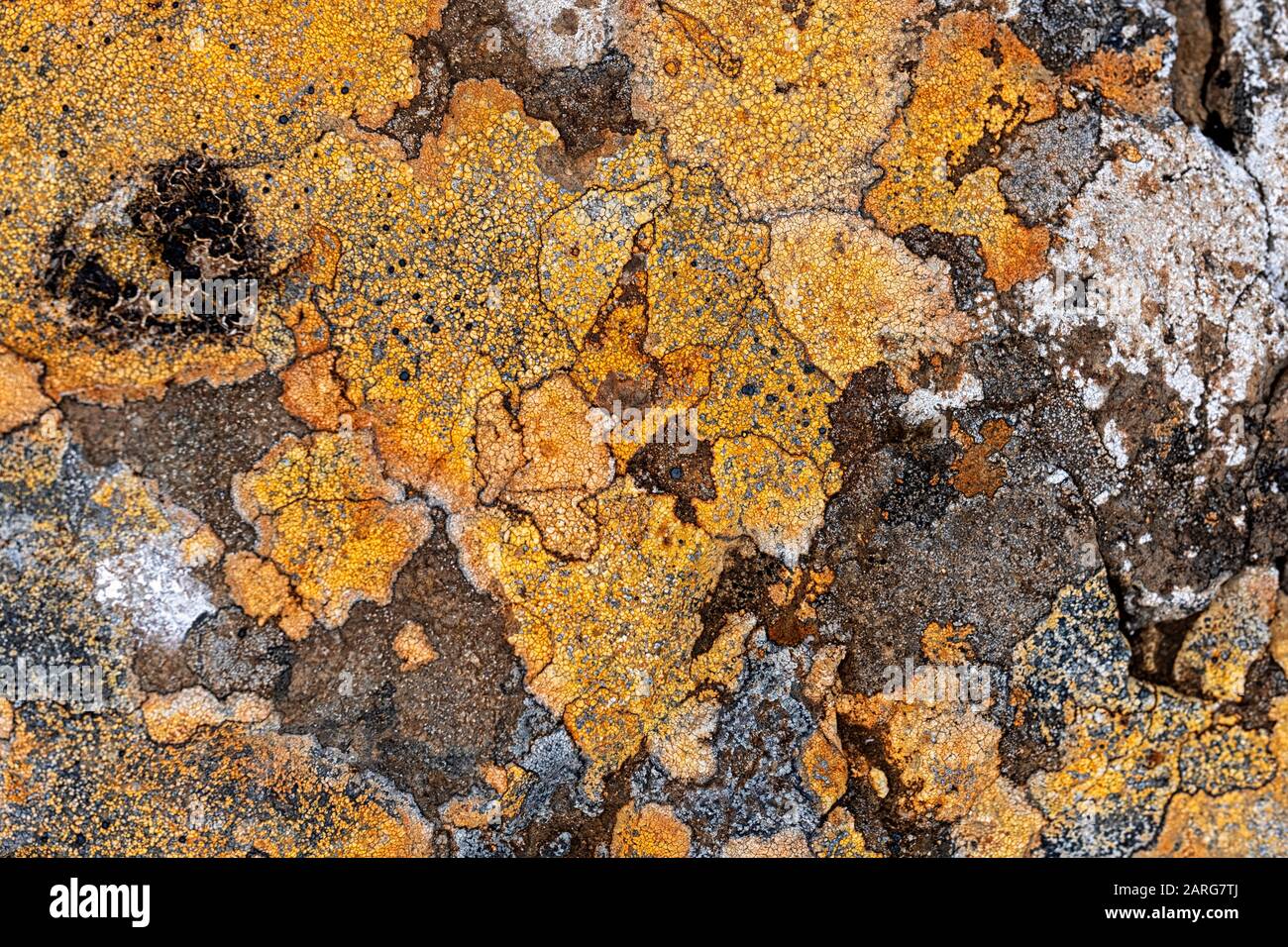 Colorful and abstract lichen formation on rocks Stock Photo