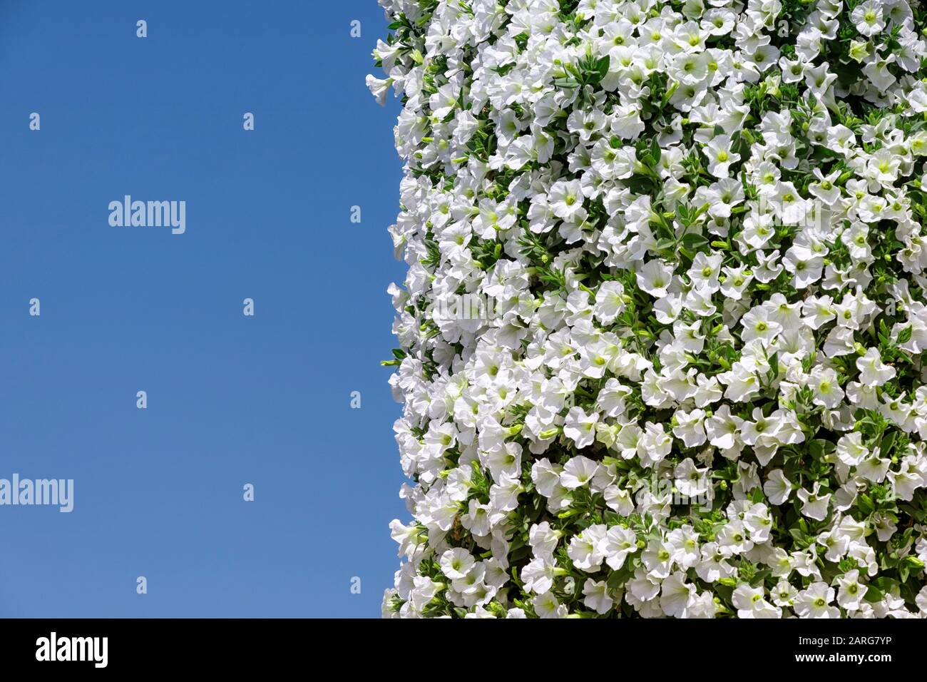 Blossoming beautiful flowers on a flat surface Stock Photo