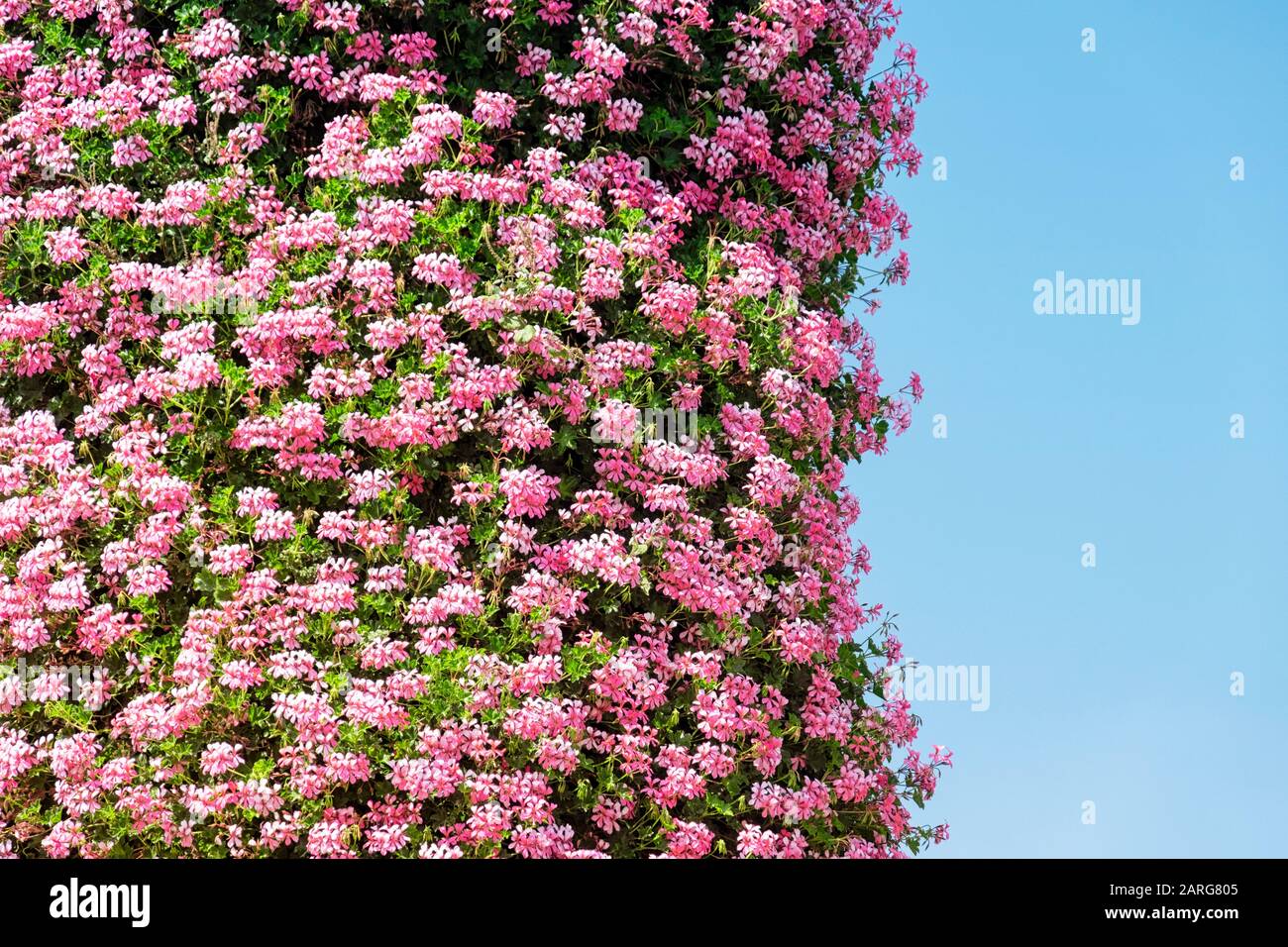 Blossoming beautiful flowers decoration Stock Photo