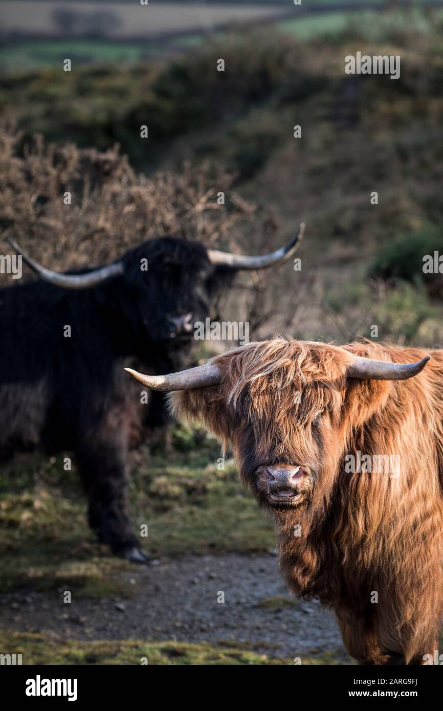 Highland Cattle grazing on Bodmin Moor in Cornwall. Stock Photo