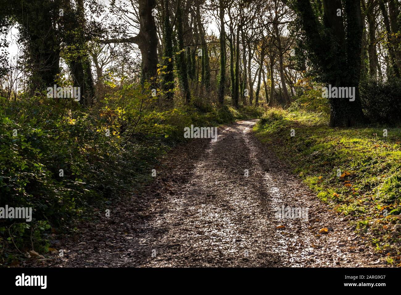 A muddy path in Colan Woods, the overgrown grounds of the historic Fir Hill Manor in Colan Parish in Newquay in Cornwall. Stock Photo
