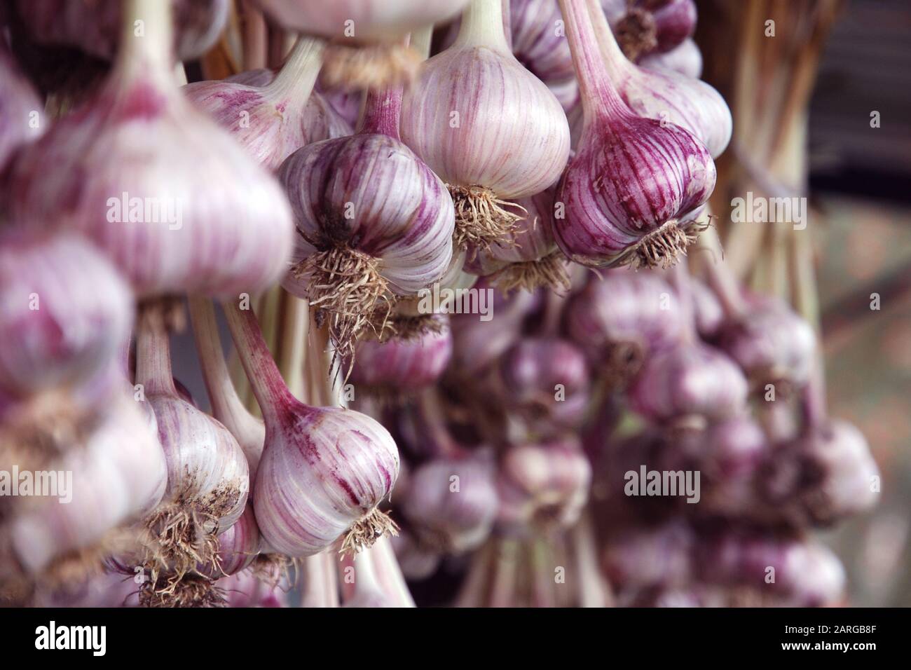 Freshly picked garlic hanging in bundles to dry Stock Photo