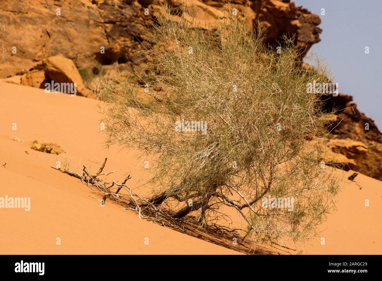 Desert flora. Wadi Rum , Jordan, Middle East Stock Photo - Alamy