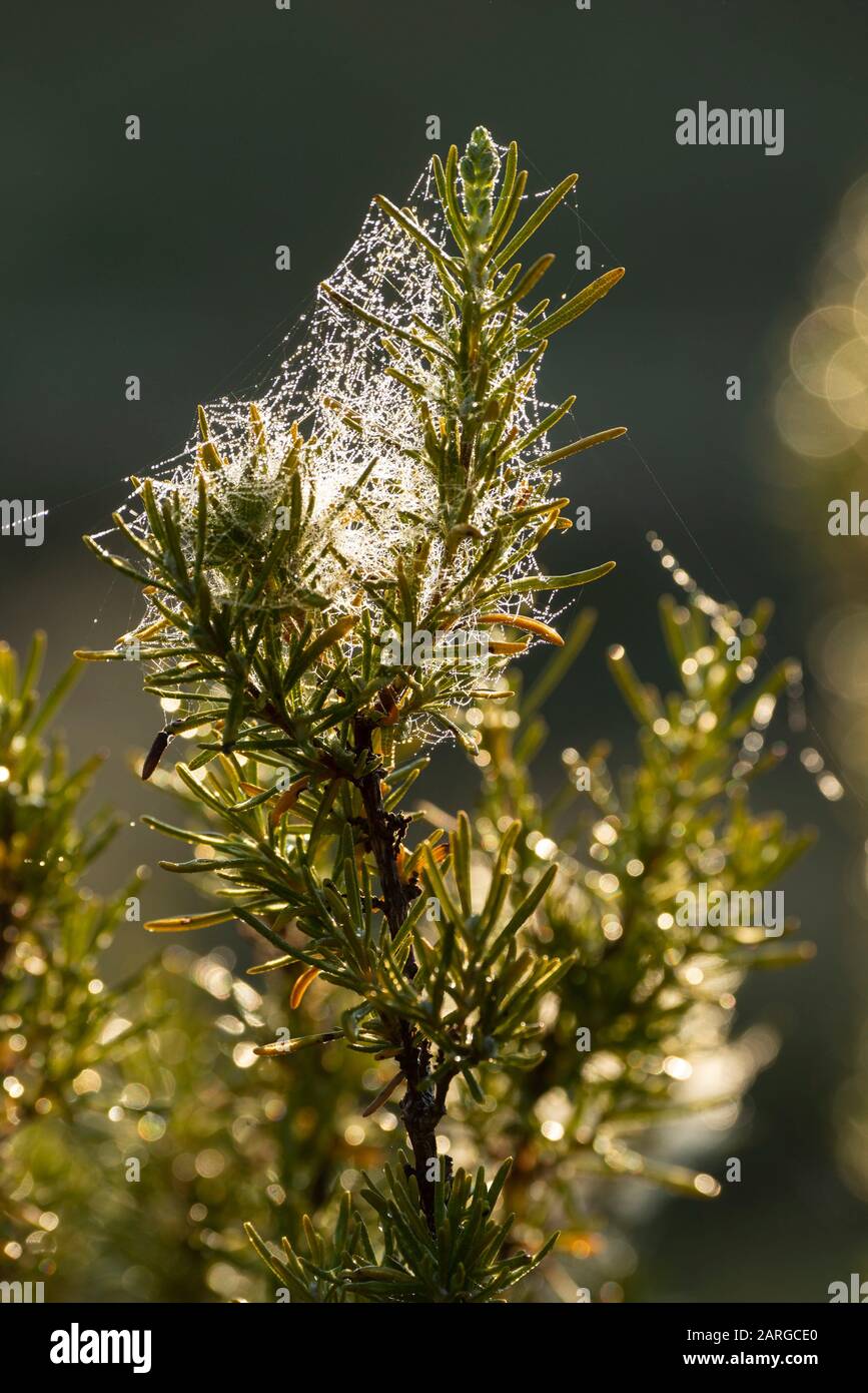 Cobweb with mist in a rosemary (Rosmarinus officinalis). Almansa, Albacete Province, Spain. Stock Photo