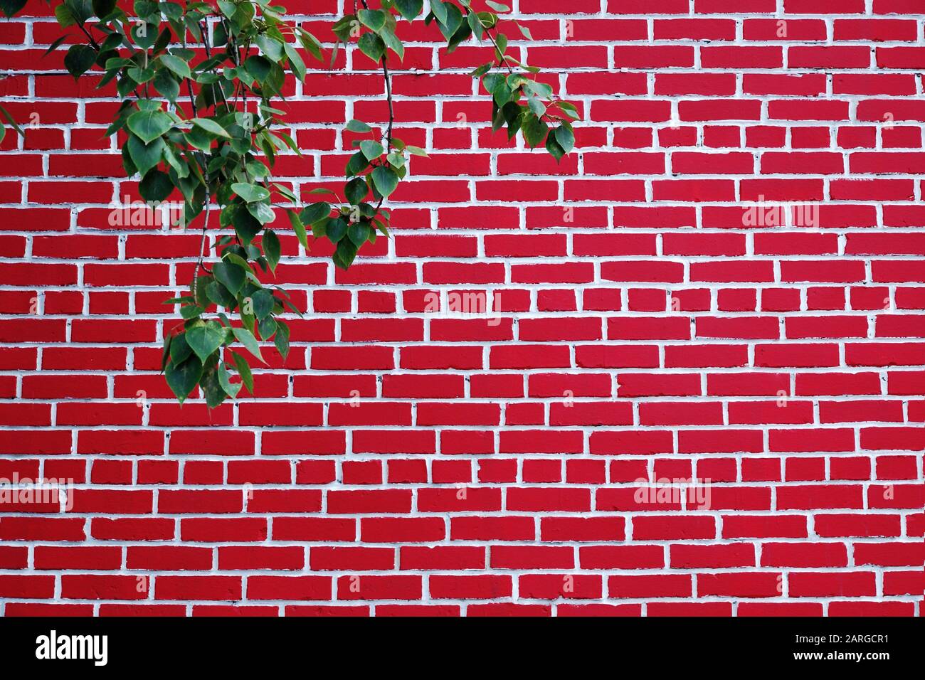 Bright red and white brick wall. Tree branch with green leaves in left upper corner. Stock Photo