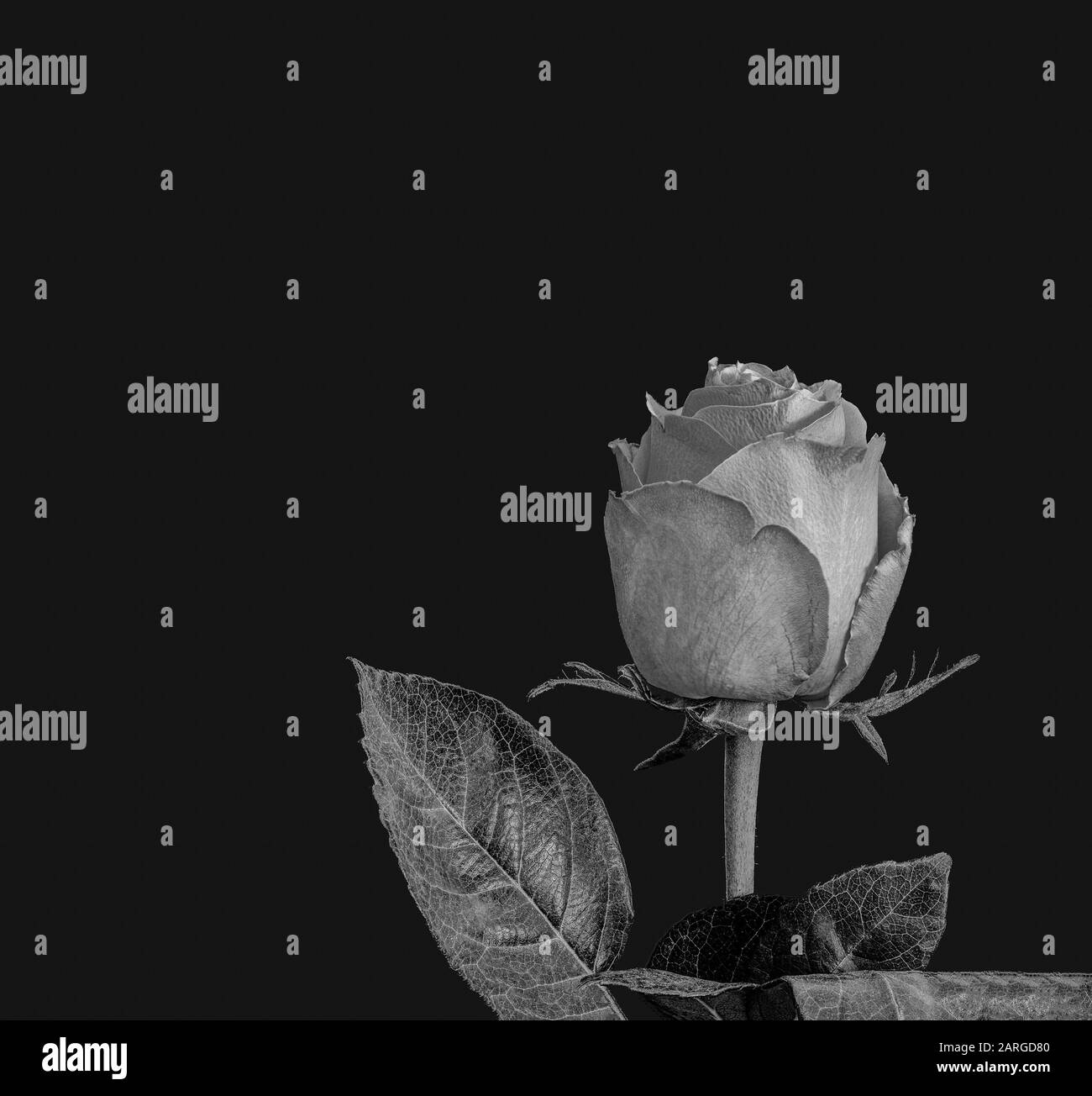 Single isolated monochrome low key gray rose blossom macro on black background Stock Photo