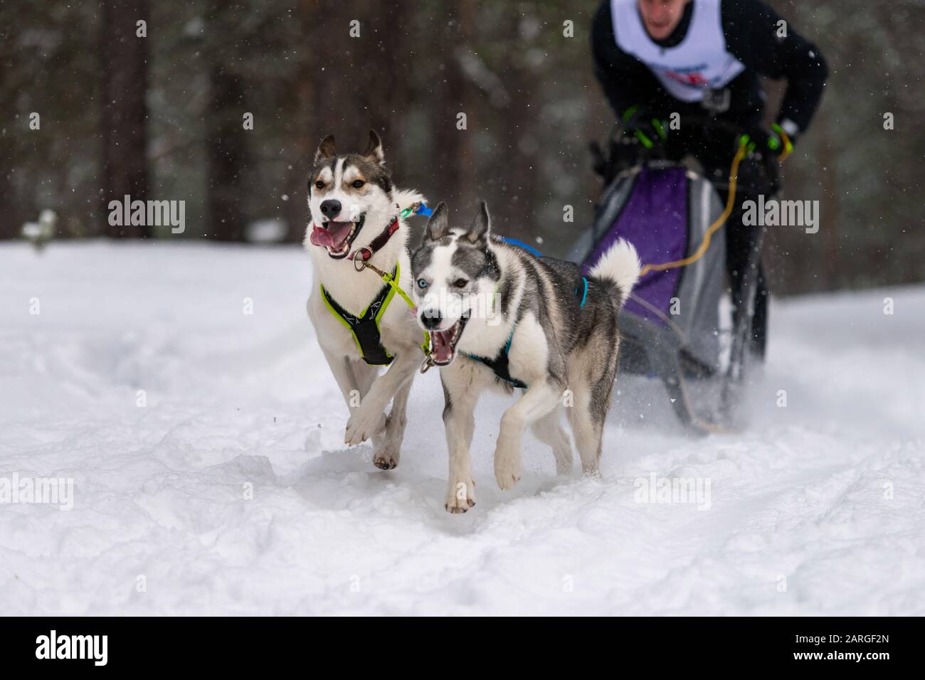 husky harness pulling sled