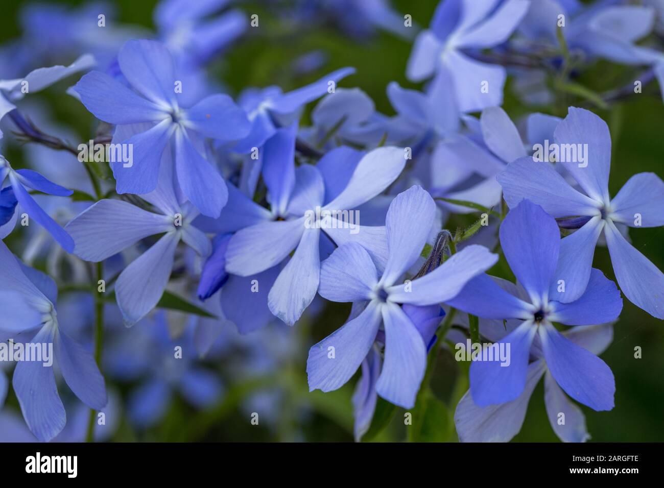 Phlox divaricata - wild sweet william - woodland phlox - wild blue phlox Stock Photo