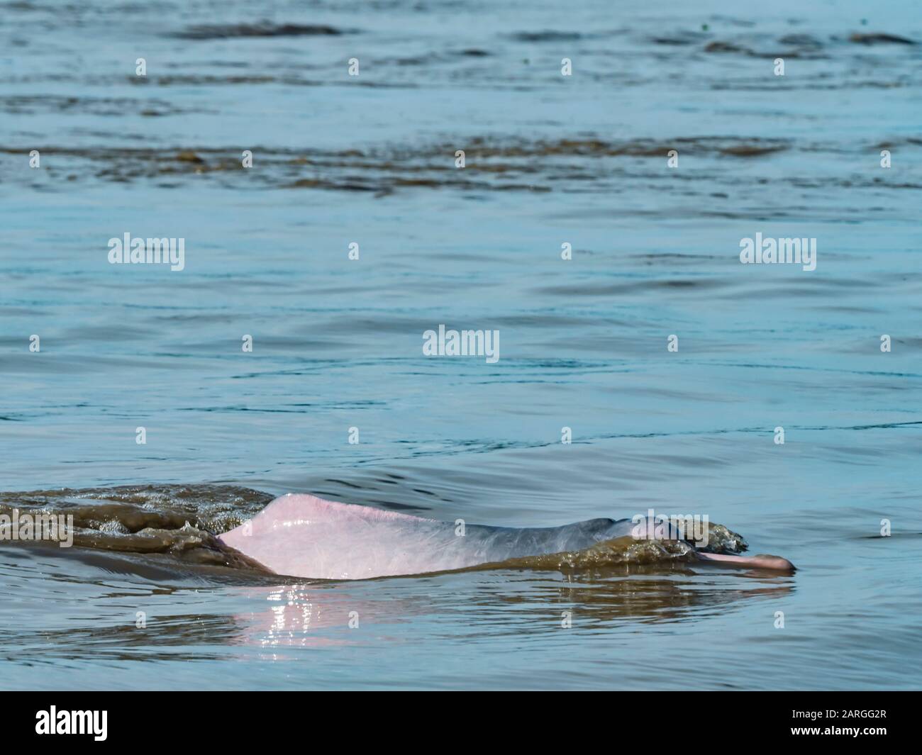 Adult Amazon pink river dolphin (Inia geoffrensis), Yanayacu Lake, Pacaya-Samiria Reserve, Loreto, Peru, South America Stock Photo