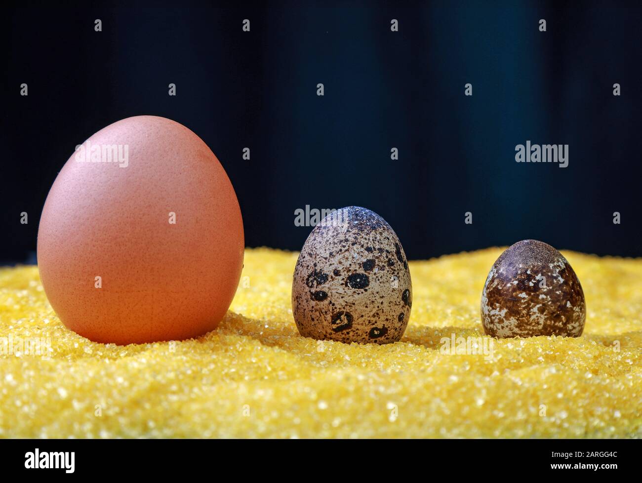 many fresh eggs for cooking Stock Photo