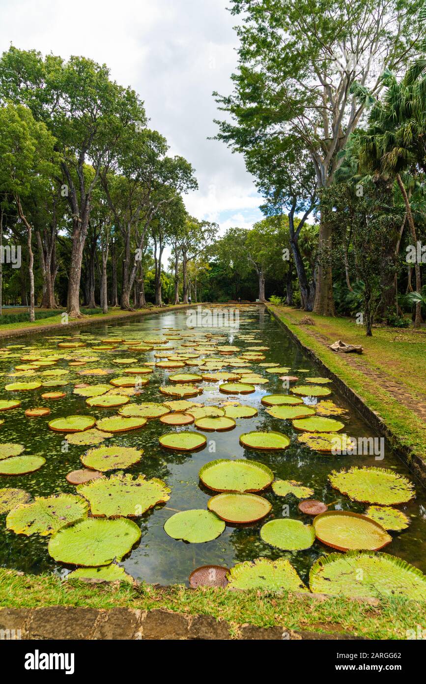 Giant Victoria Water Lily floating on water at Pamplemousses Botanical Garden, Mauritius, Africa Stock Photo