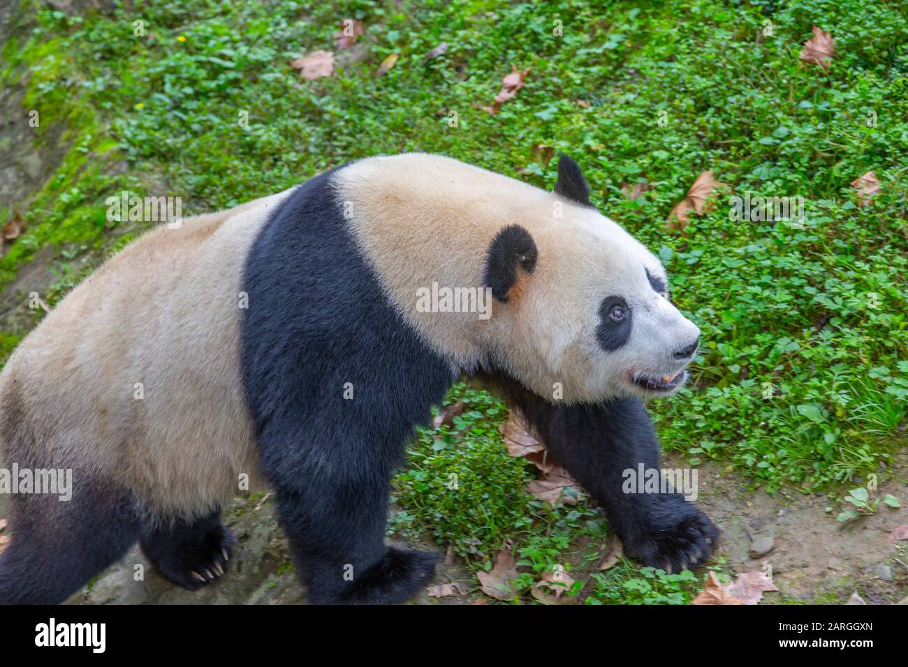 View of Giant Panda in the Dujiangyan Panda Base, Chengdu, Sichuan  Province, People's Republic of China, Asia Stock Photo - Alamy