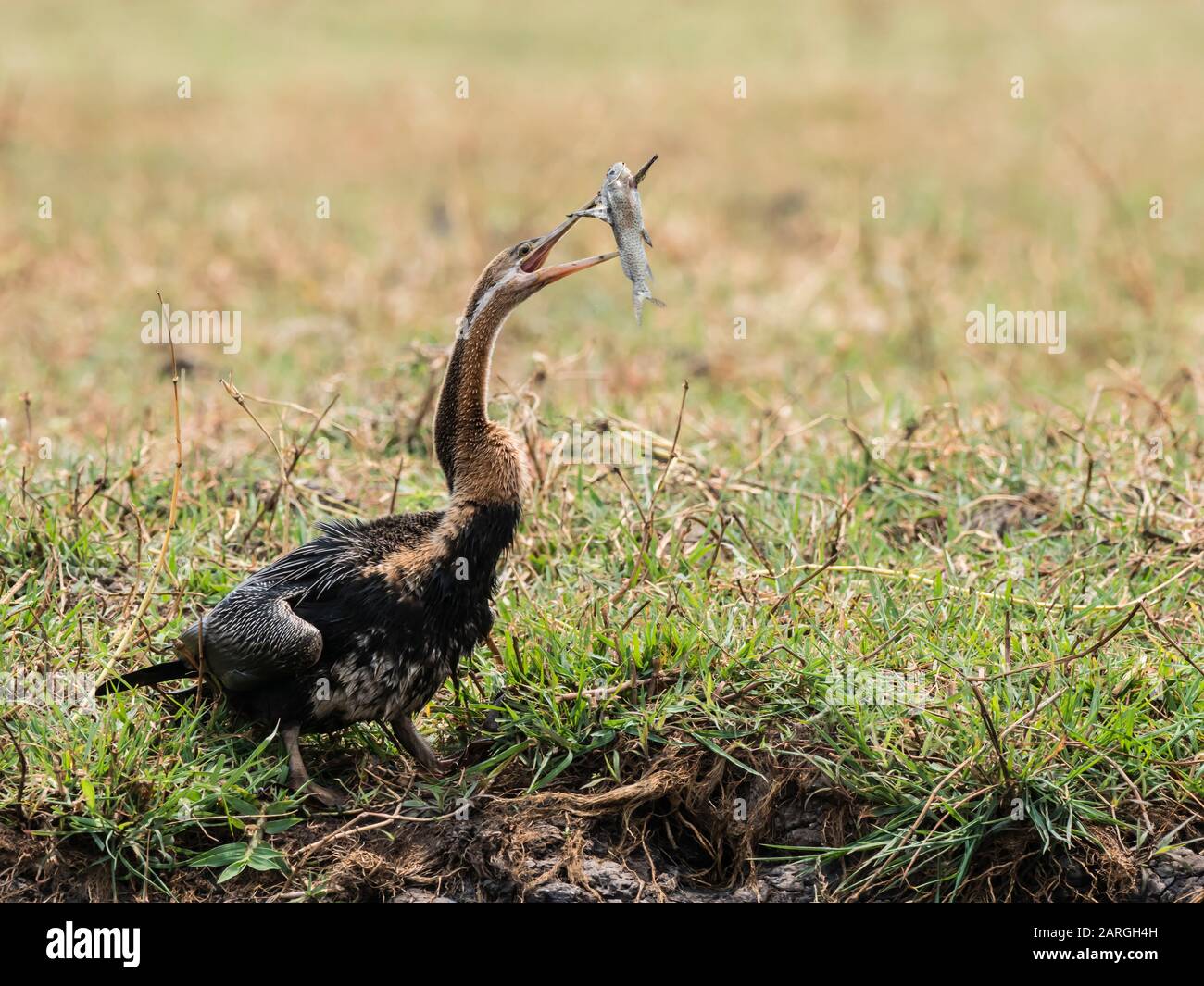 Catfish africa hires stock photography and images Alamy