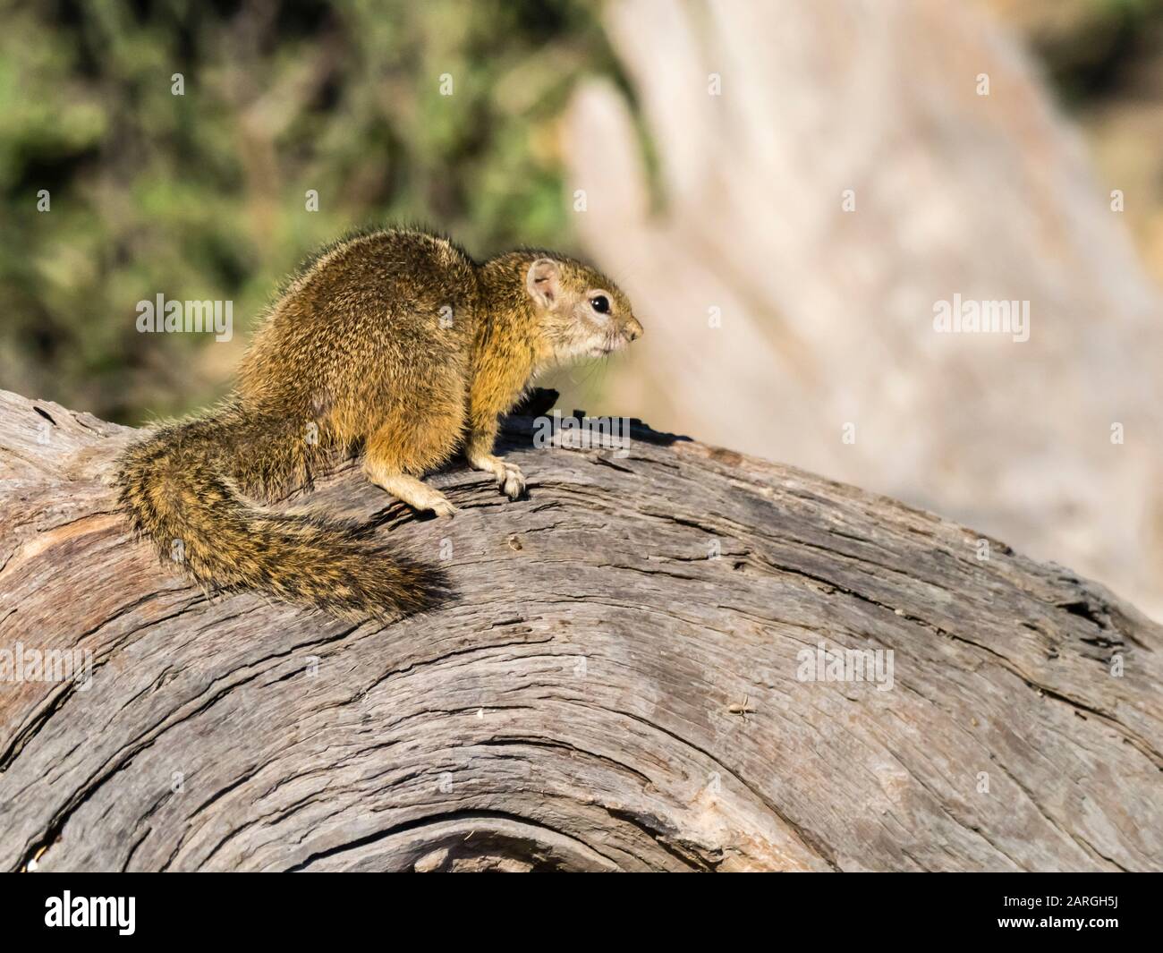 Adult tree squirrel (Paraxerus cepapi), in Chobe National Park, Botswana, Africa Stock Photo