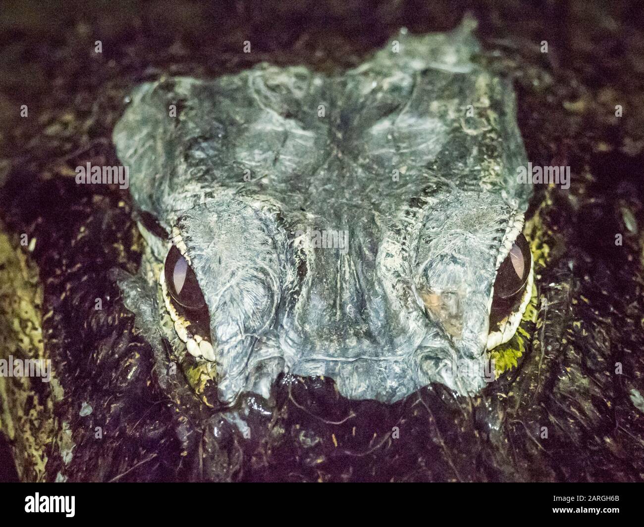 A wild American alligator (Alligator mississippiensis), at night in Shark Valley, Everglades National Park, Florida, USA, North America Stock Photo