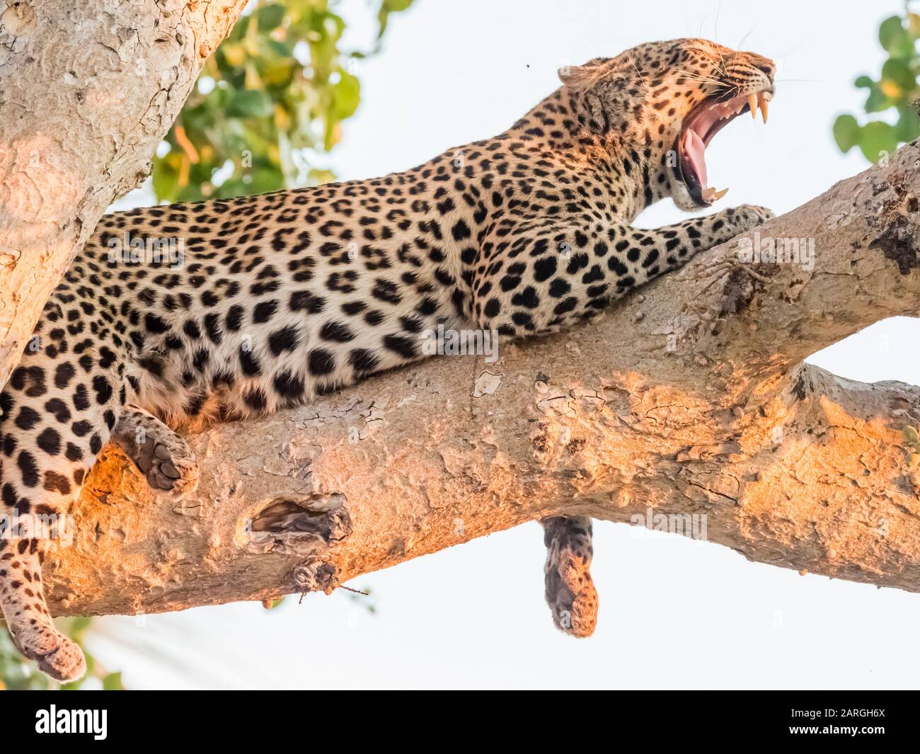 An adult leopard (Panthera pardus) resting in a tree in the Okavango Delta, Botswana, Africa Stock Photo