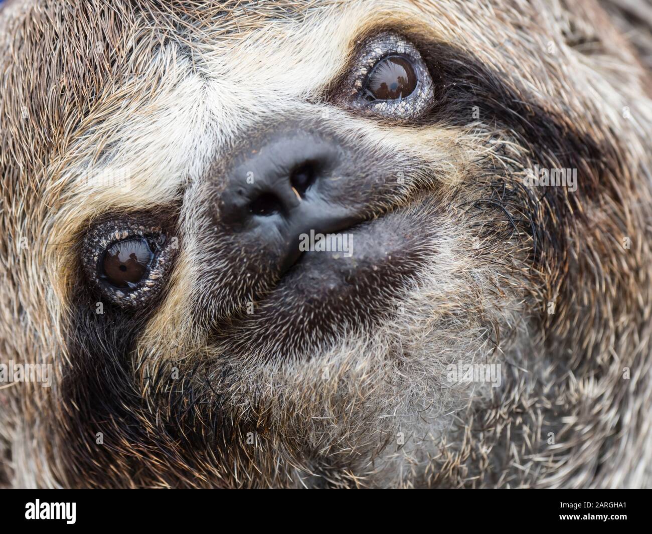 Baby brown-throated sloth (Bradypus variegatus), San Francisco, Amazon Basin, Loreto, Peru, South America Stock Photo
