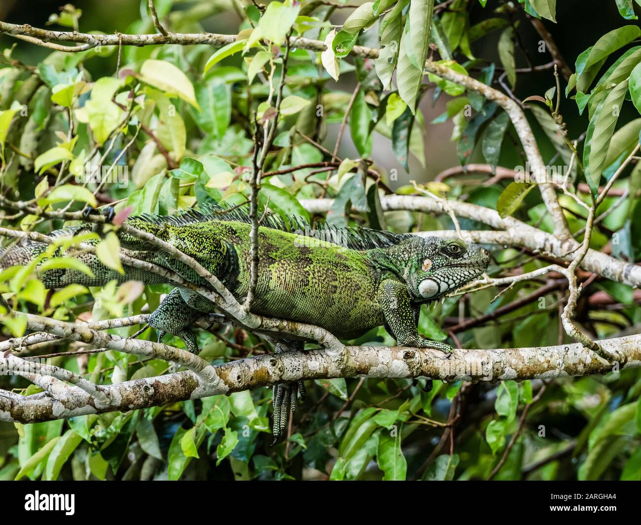 An adult Green Iguana (Iguana iguana) basking in the sun on the Yanayacu River, Amazon Basin, Loreto, Peru, South America Stock Photo