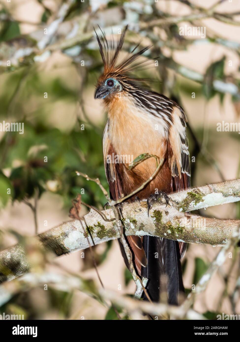 An adult hoatzin (Opisthocomus hoazin), Rio El Dorado, Amazon Basin, Loreto, Peru, South America Stock Photo