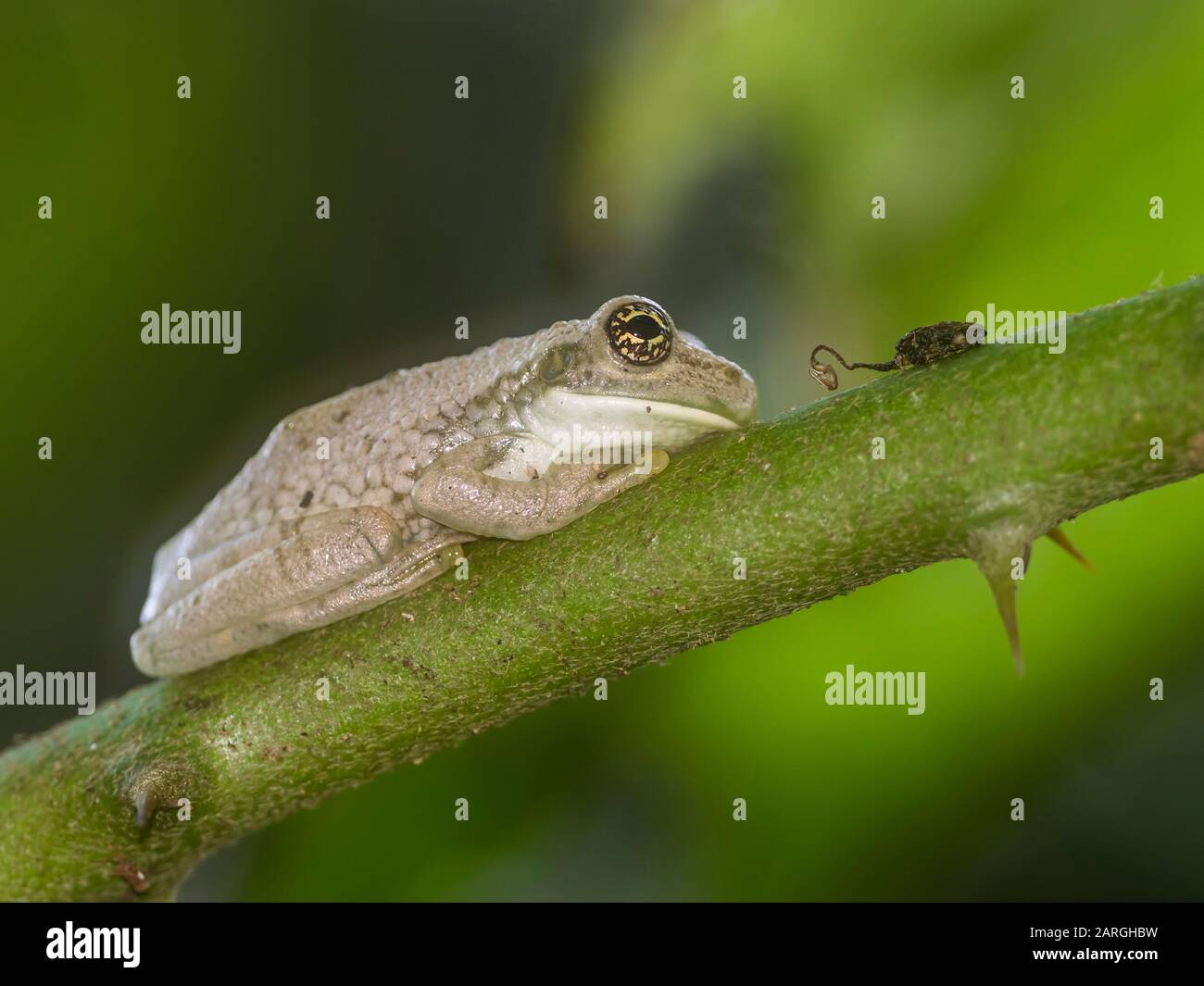 An adult Amazonian Milk Frog (Trachycephalus macrotis), at the Amazon Rescue Center, Iquitos, Peru, South America Stock Photo