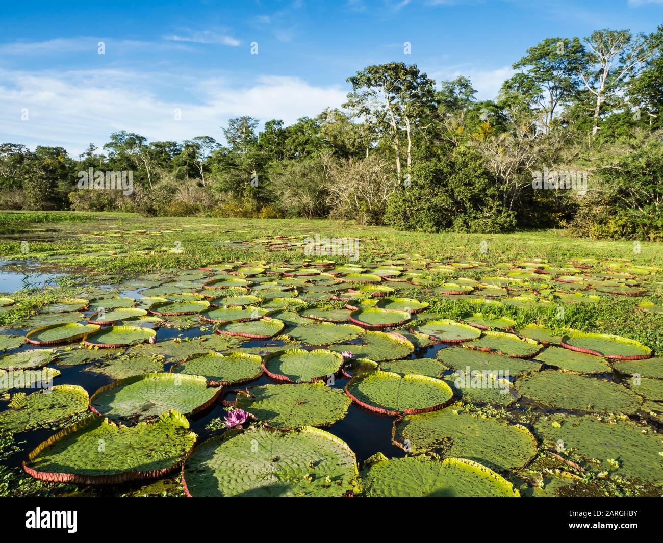 A large group of Victoria water lily (Victoria amazonica), on Rio El Dorado, Nauta, Peru, South America Stock Photo