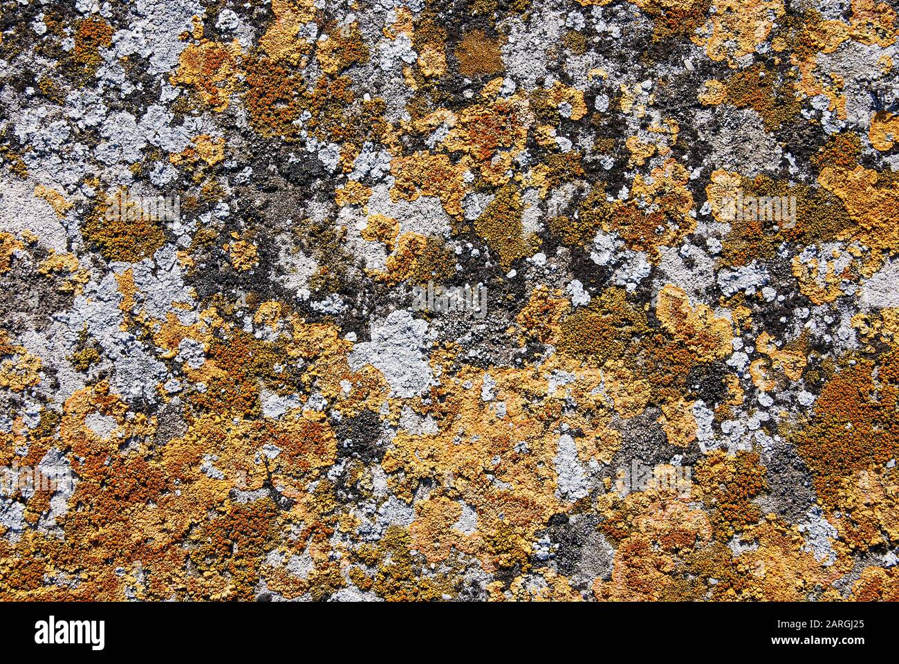 Old stone texture covered with variegated lichens Stock Photo