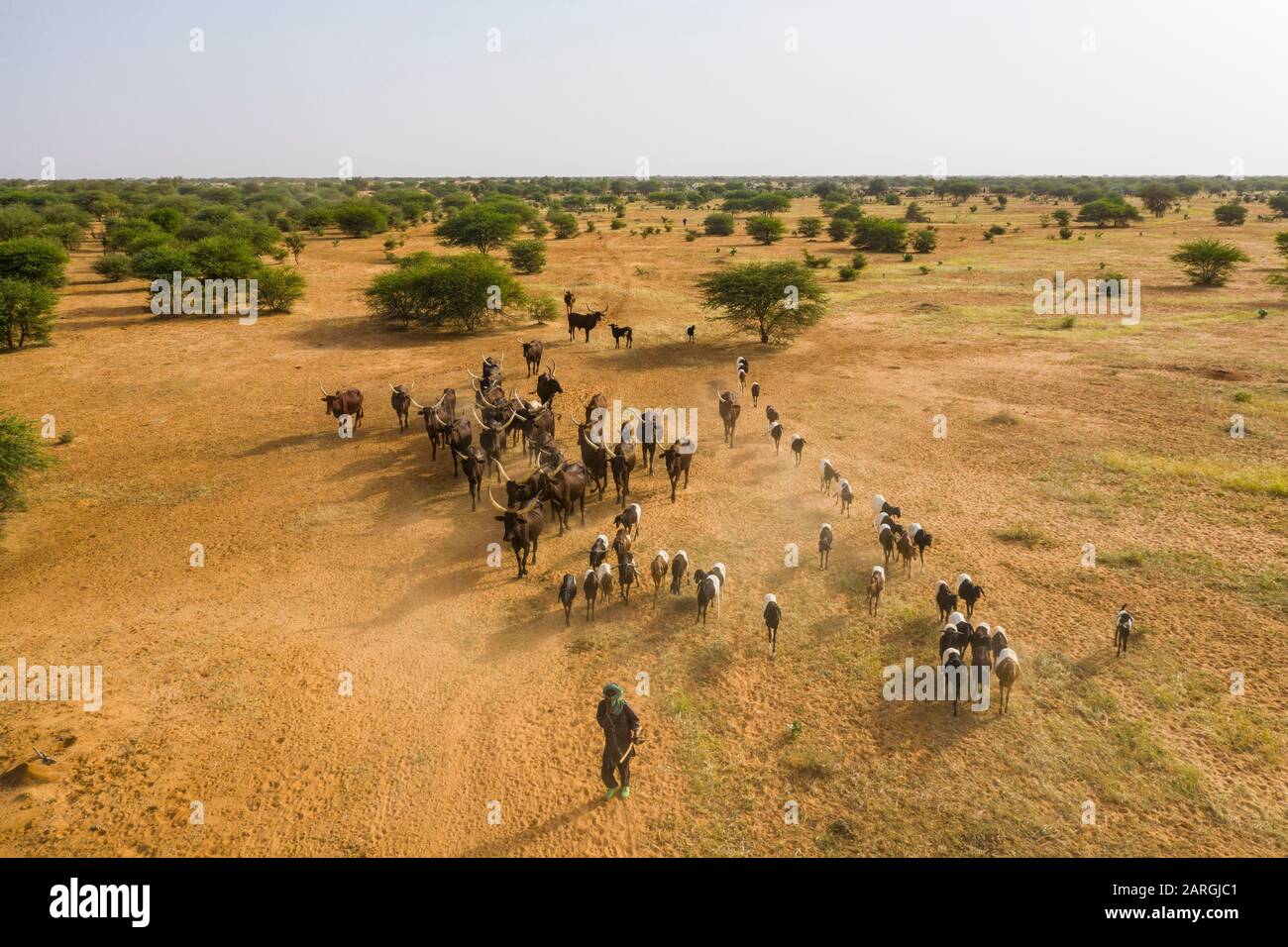 Aerial of cattle moving to a waterhole, Gerewol festival, courtship ritual competition among the Wodaabe Fula people, Niger, West Africa, Africa Stock Photo