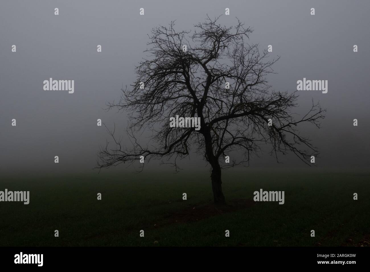 silhouette of a lone tree in the winter fog Stock Photo - Alamy