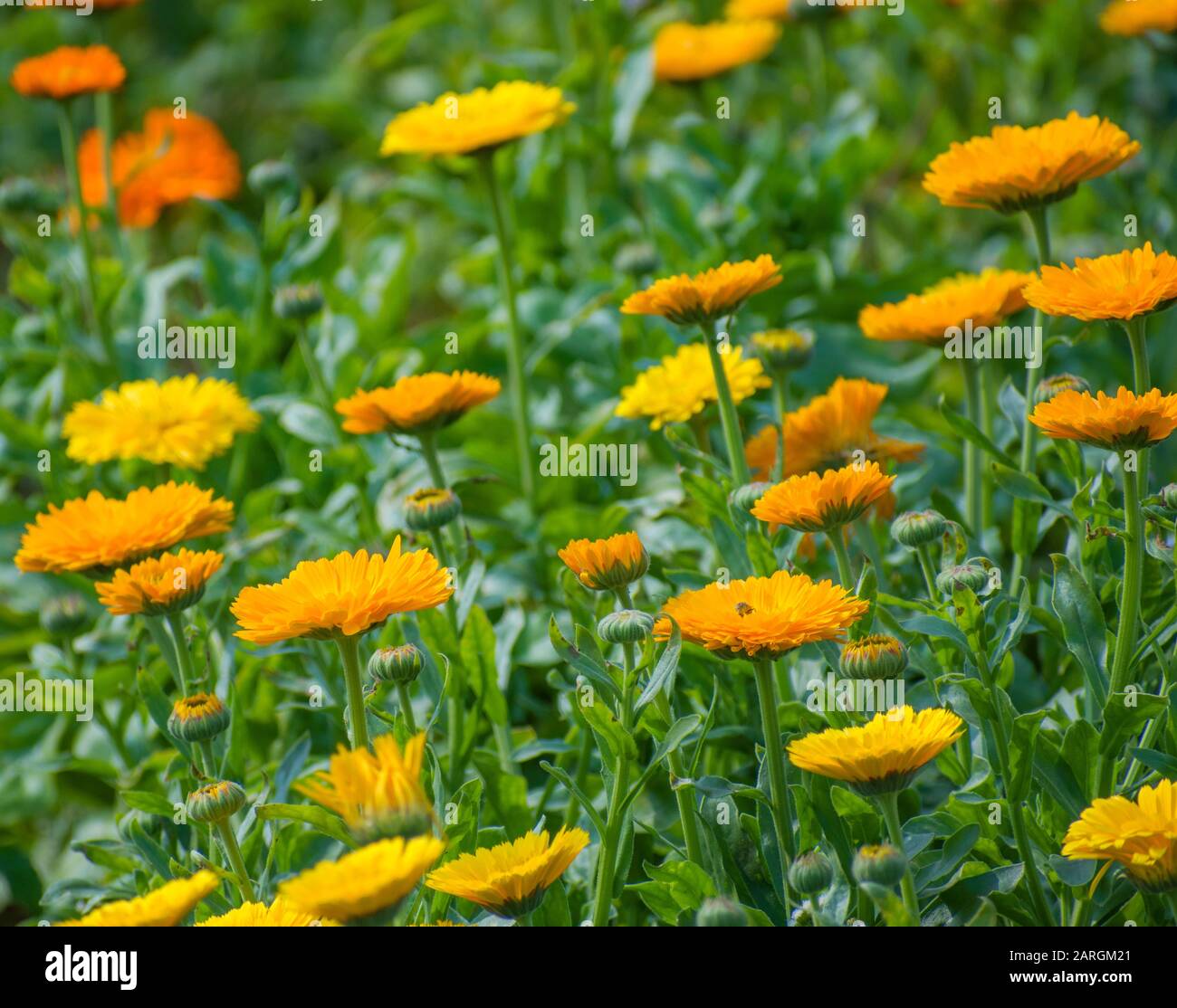 Calendula (Calendula officinalis) is a shortlived perennial in warmer