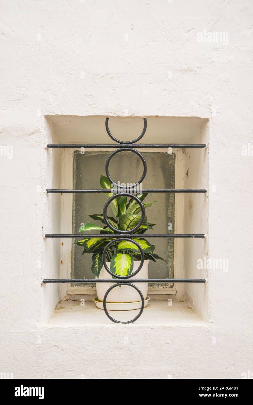 Plant pot in a window. Stock Photo