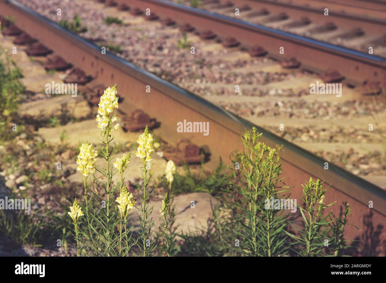 Tiny wild yellow flowers on  rusty railway background Stock Photo