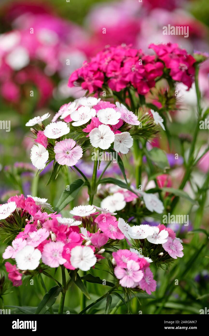 Close-up of multicoloured flowers of Dianthus Sweet William, also called Dianthus barbatus or bearded pink Stock Photo