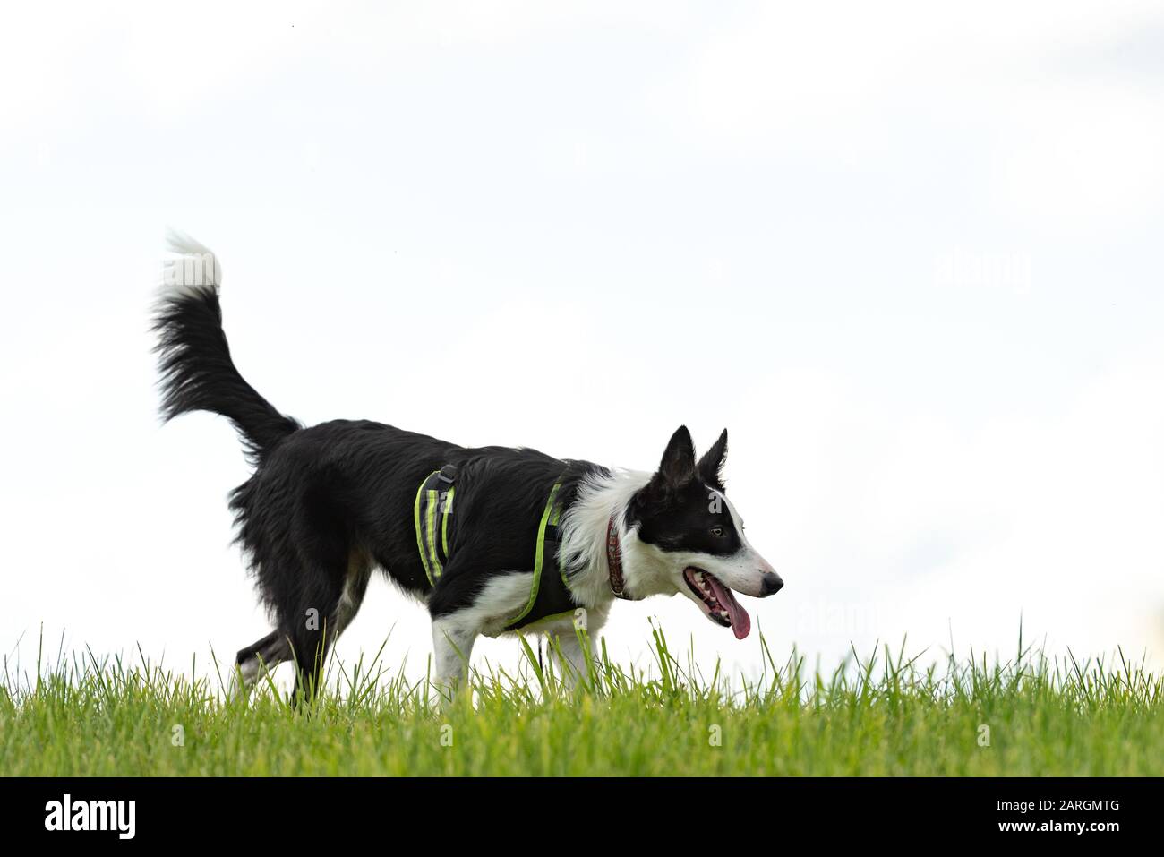 beautiful Border Collie on a green meadow outside in the nature in front of white sky background Stock Photo