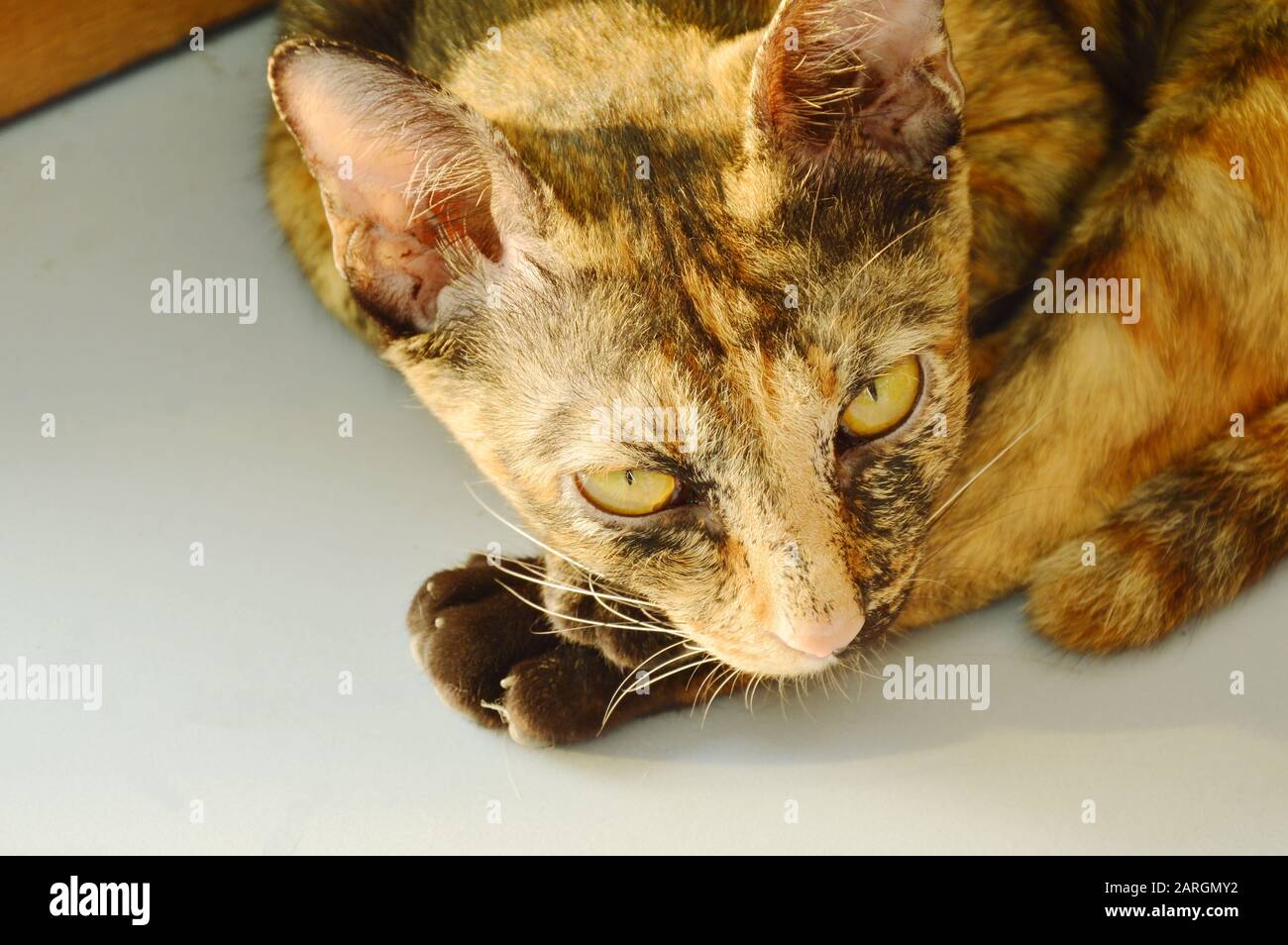 brown cat laying on tile floor Stock Photo - Alamy