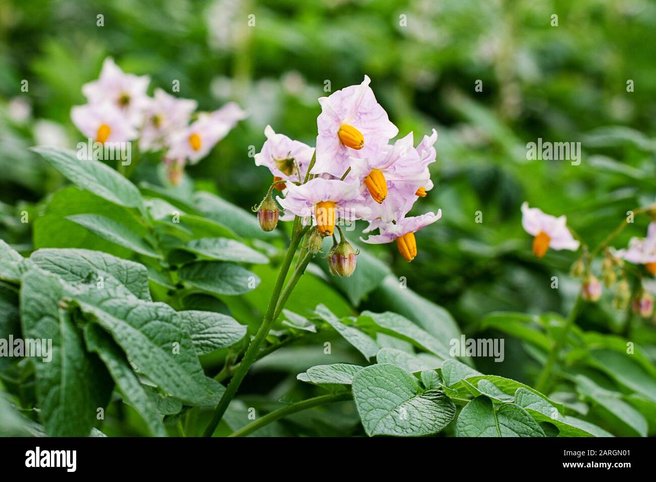 Closeup of blooming potato plant on the field Stock Photo