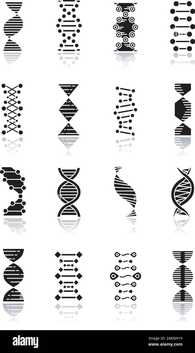 DNA helix drop shadow black glyph icons set. Deoxyribonucleic, nucleic acid structure. Spiraling strands. Chromosome. Molecular biology. Genetic code. Stock Vector