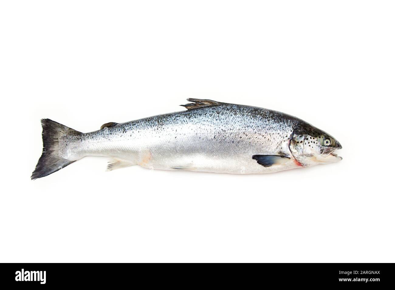 Salmon Scale Stock Photo - Download Image Now - Fish, Animal Scale, Salmon  - Animal - iStock