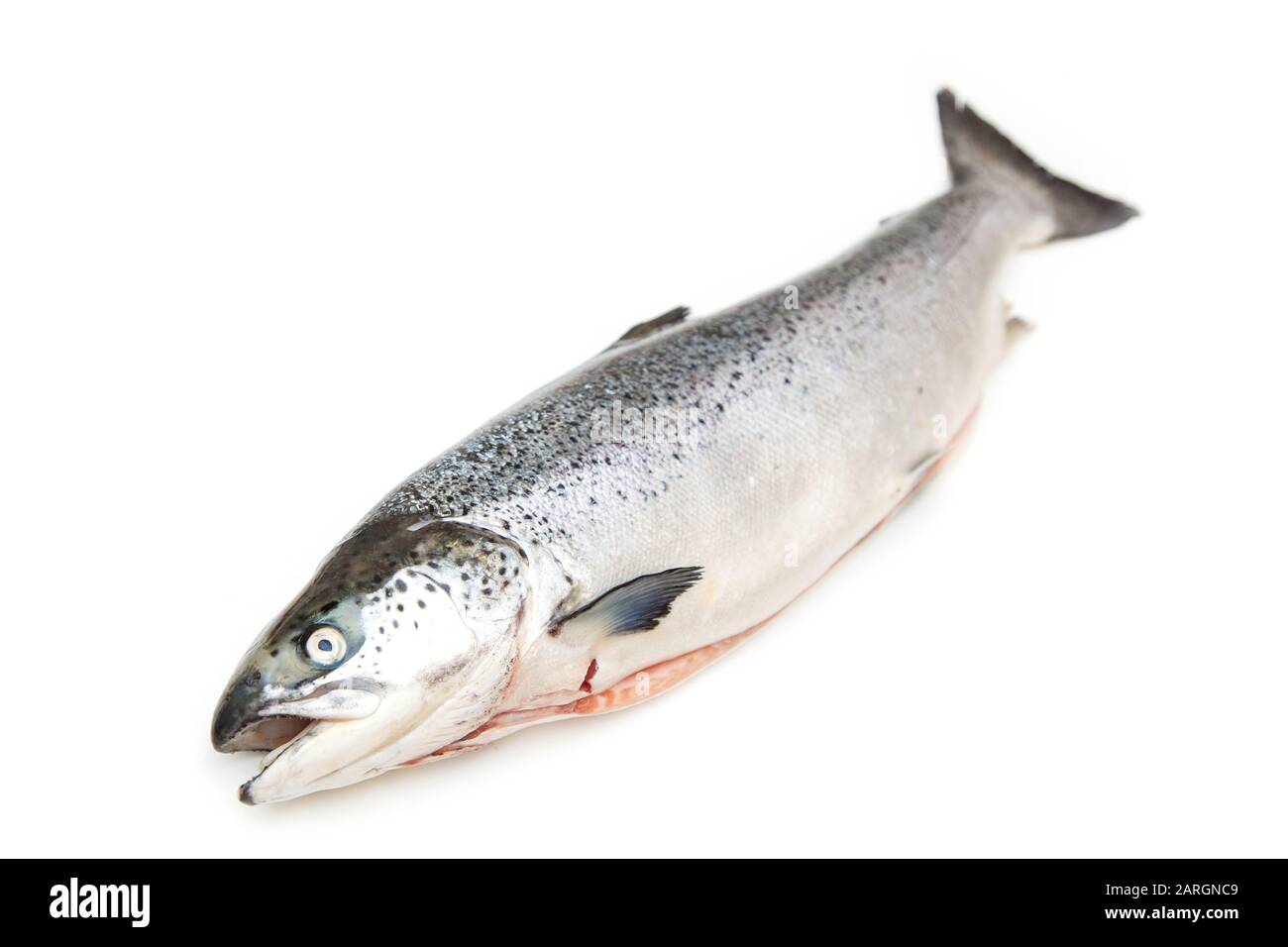Whole salmon fish isolated on a white studio background Stock Photo - Alamy