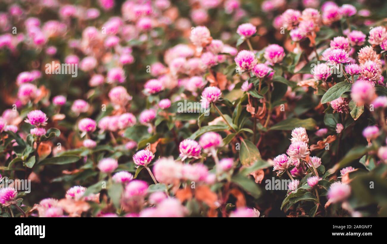 Pink Flower Aesthetic Background High Resolution Stock Photography And Images Alamy
