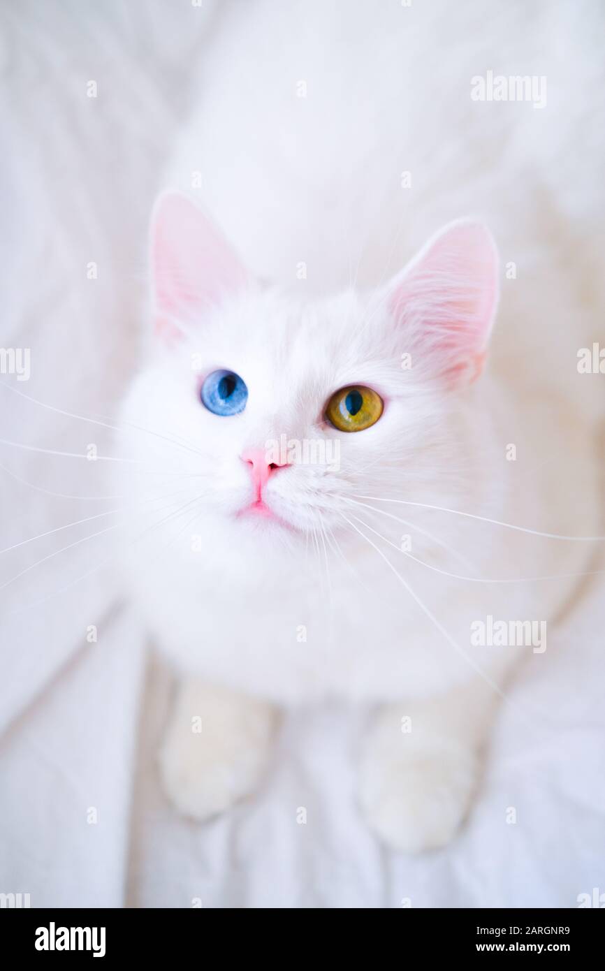 White cat with different color eyes. Turkish angora. Van kitten with