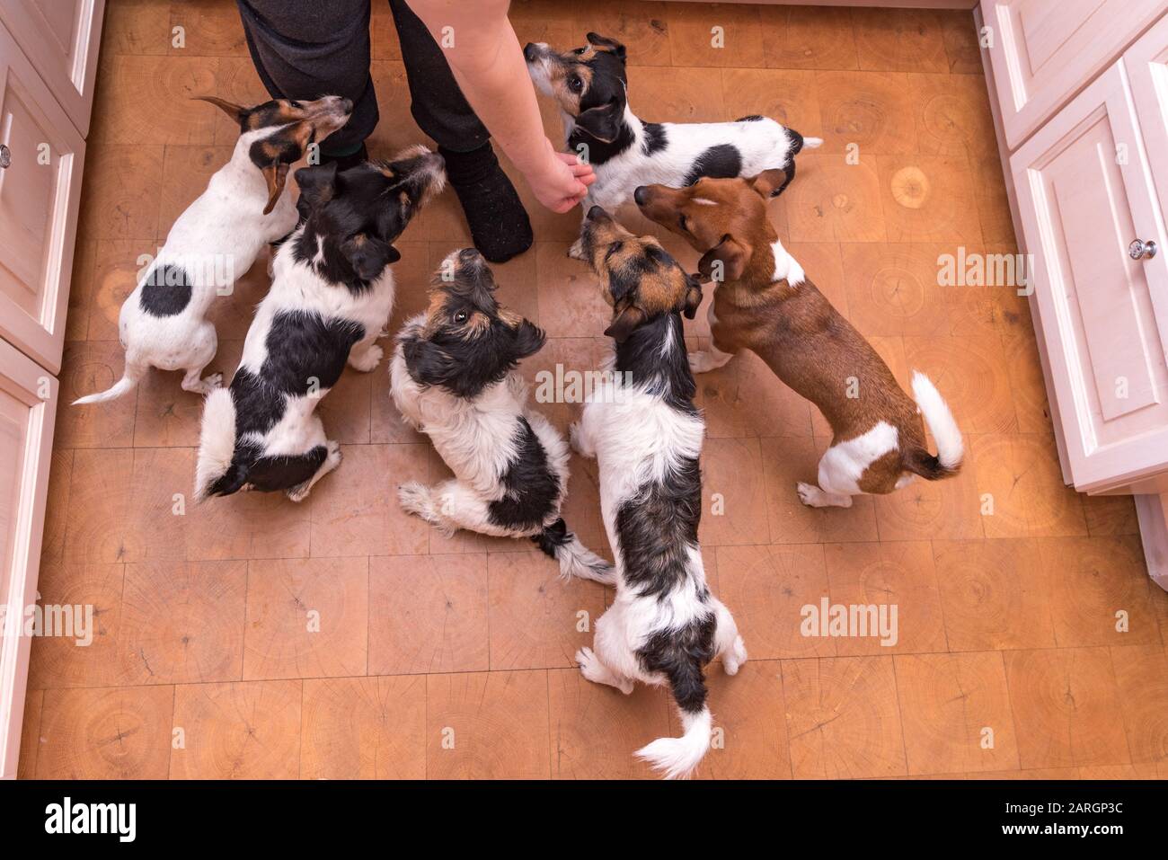 Why Does My Dog Like To Be Hand Fed