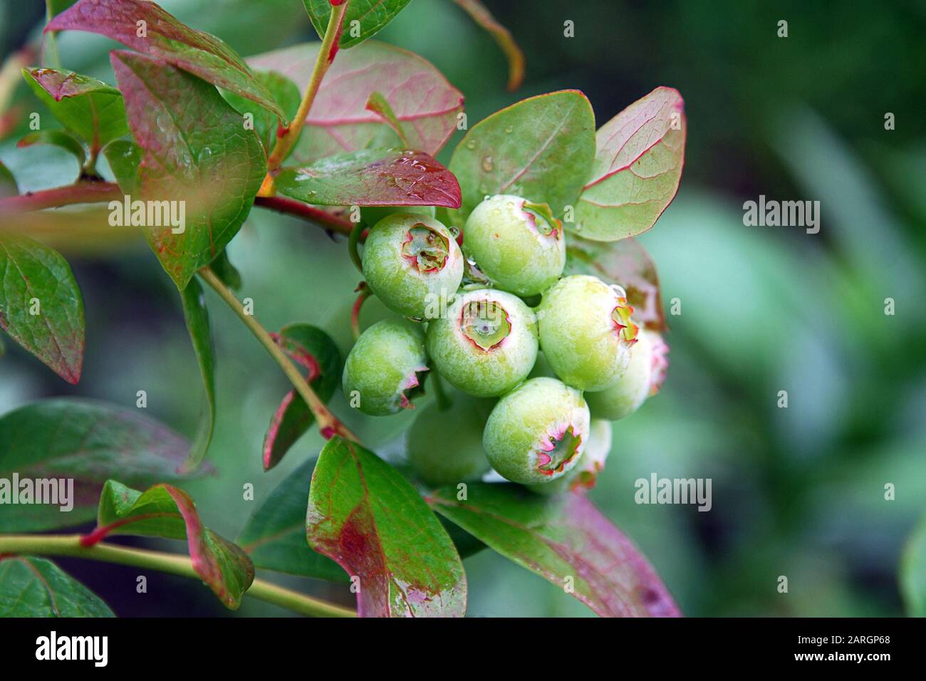 Green blueberry berries growing on a bush in the garden. Green and red leaves covered with water drops after rain. Organic berries growing, natural ga Stock Photo