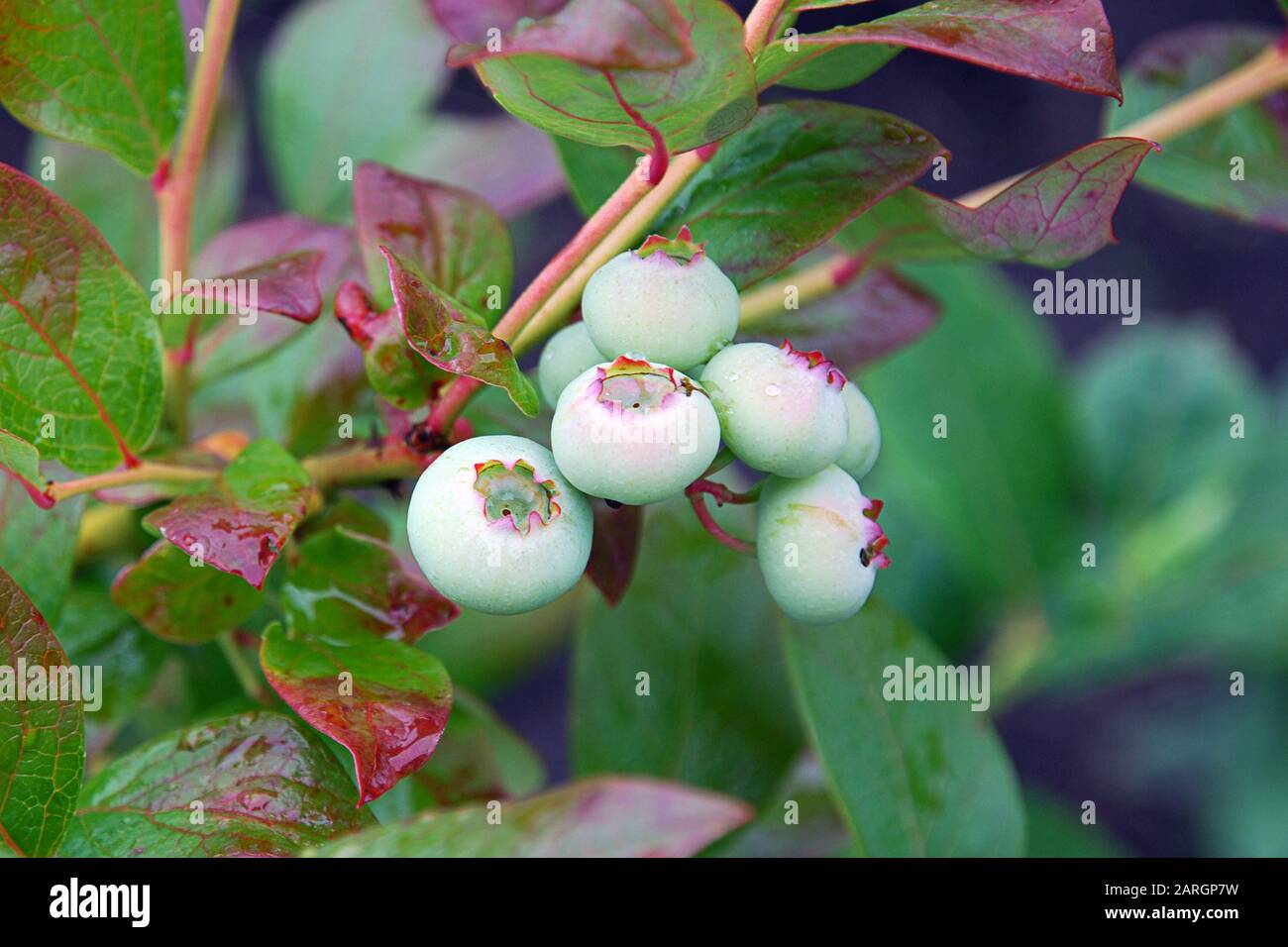 Unripe blueberry berries growing on a bush in the garden. Green and red leaves covered with water drops after rain. Organic berries growing, natural g Stock Photo