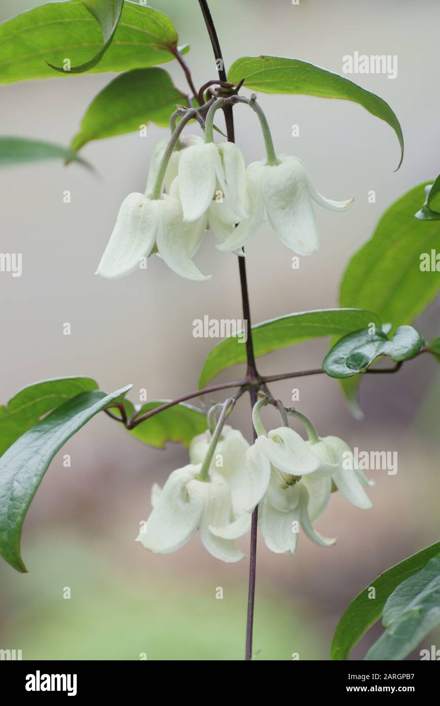 Clematis urophylla 'Winter Beauty' a, a Winter flowering evergreen climber Stock Photo