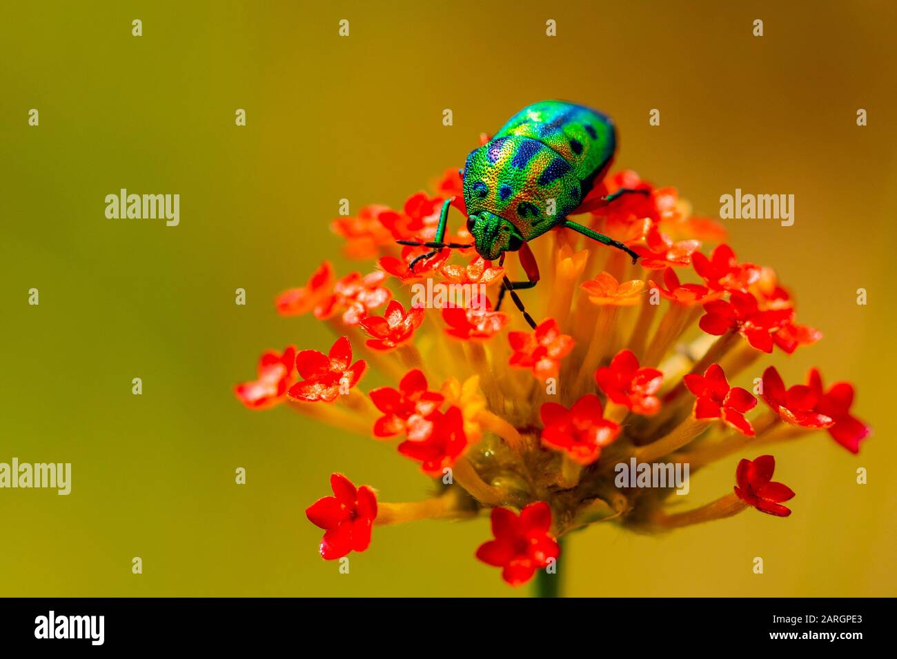 Macro beetle on flowers Stock Photo
